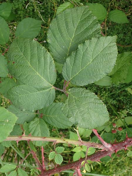 Rubus fuscus \ Braune Brombeere / Brown Bramble, D Bad Karlshafen 8.9.2020