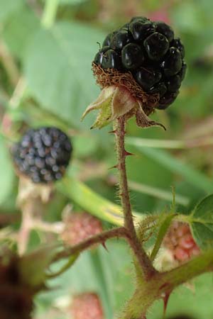 Rubus fuscus \ Braune Brombeere / Brown Bramble, D Bad Karlshafen 8.9.2020
