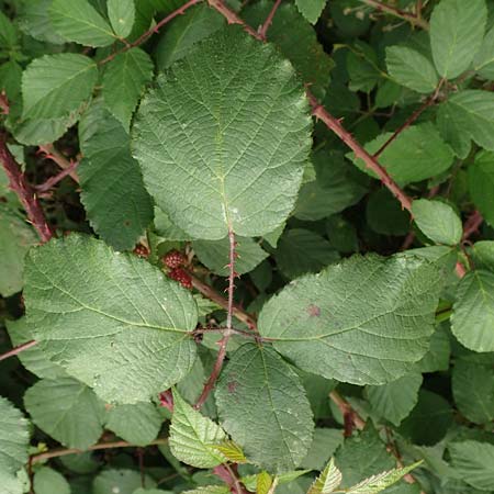 Rubus fuscus \ Braune Brombeere / Brown Bramble, D Bad Karlshafen 8.9.2020