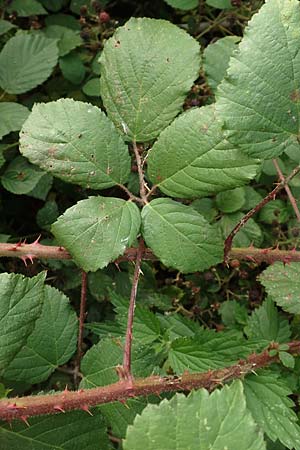 Rubus fuscus \ Braune Brombeere / Brown Bramble, D Bad Karlshafen 8.9.2020