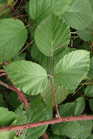Rubus fuscus \ Braune Brombeere / Brown Bramble, D Bad Karlshafen 8.9.2020
