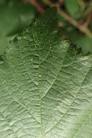Rubus fuscus \ Braune Brombeere / Brown Bramble, D Bad Karlshafen 8.9.2020