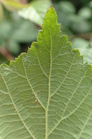 Rubus fuscus \ Braune Brombeere / Brown Bramble, D Bad Karlshafen 8.9.2020