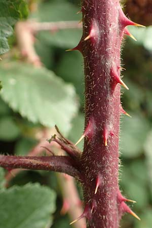 Rubus fuscus \ Braune Brombeere / Brown Bramble, D Bad Karlshafen 8.9.2020