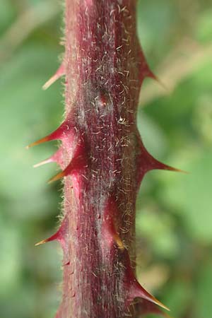 Rubus fuscus \ Braune Brombeere / Brown Bramble, D Bad Karlshafen 8.9.2020
