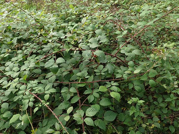 Rubus fuscus \ Braune Brombeere / Brown Bramble, D Bad Karlshafen 8.9.2020