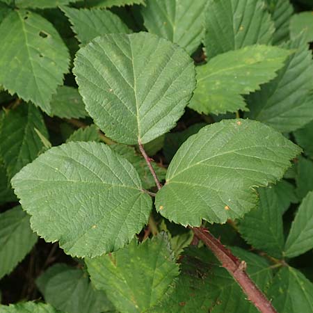 Rubus fuscus \ Braune Brombeere / Brown Bramble, D Bad Karlshafen 8.9.2020