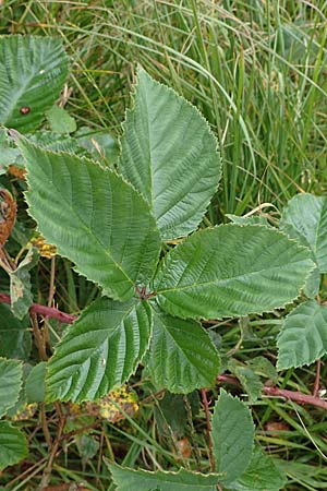 Rubus plicatus \ Falten-Brombeere / Plicate Bramble, D Neum&uuml;nster, Dosenmoor 16.9.2021