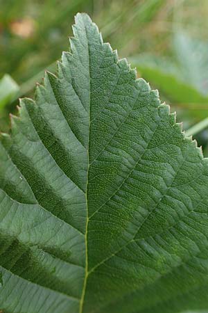 Rubus plicatus \ Falten-Brombeere / Plicate Bramble, D Neum&uuml;nster, Dosenmoor 16.9.2021