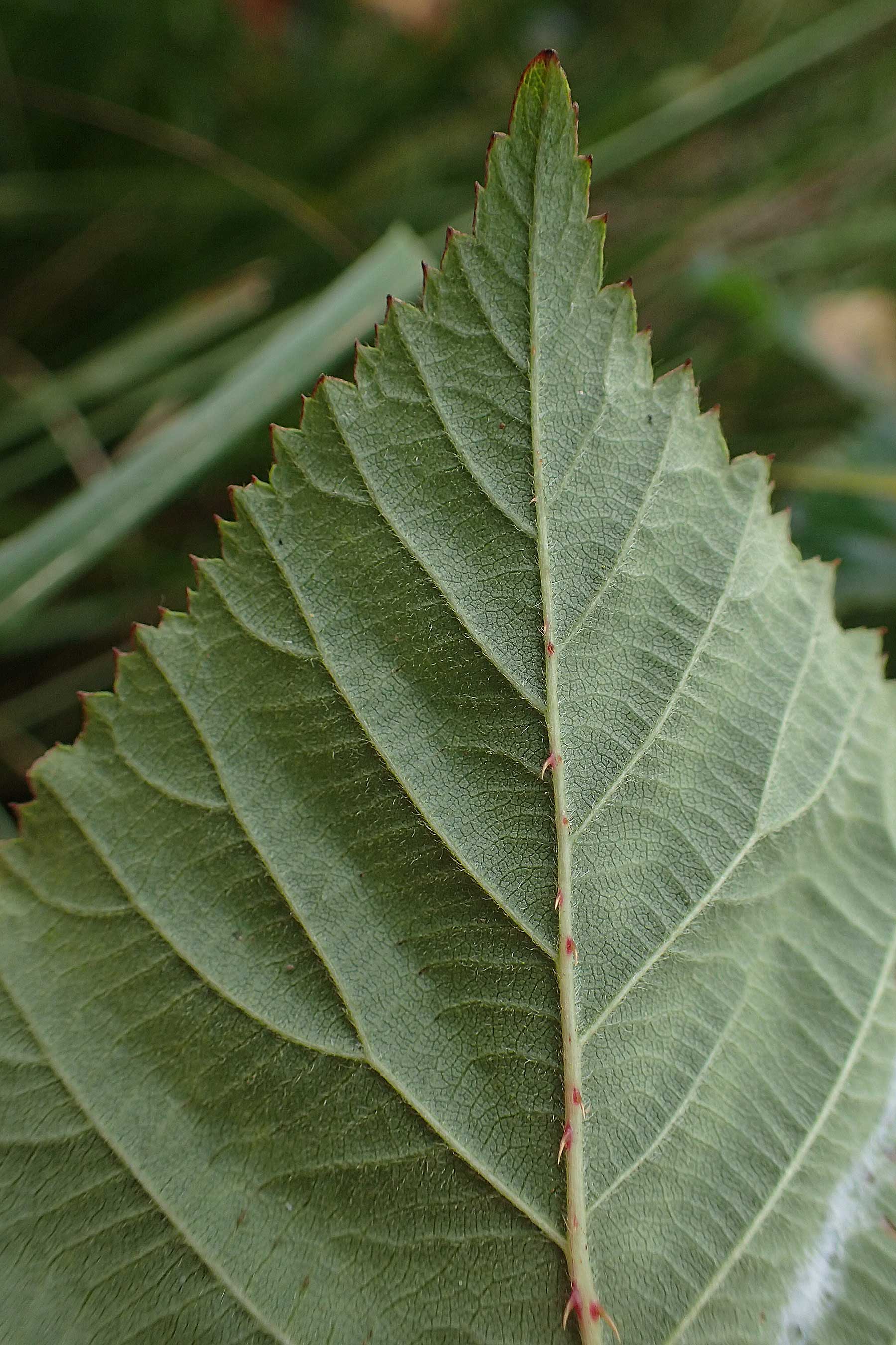 Rubus plicatus \ Falten-Brombeere / Plicate Bramble, D Neum&uuml;nster, Dosenmoor 16.9.2021