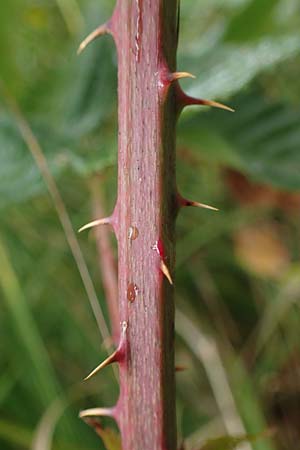 Rubus plicatus \ Falten-Brombeere / Plicate Bramble, D Neum&uuml;nster, Dosenmoor 16.9.2021