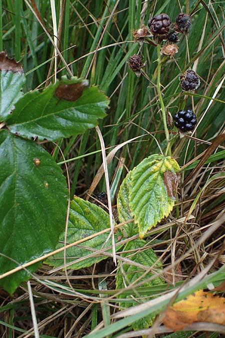 Rubus plicatus \ Falten-Brombeere / Plicate Bramble, D Neum&uuml;nster, Dosenmoor 16.9.2021