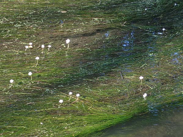 Ranunculus fluitans \ Flutender Hahnenfu� / River Water Crowfoot, D Bahlingen am Kaiserstuhl 24.9.2021