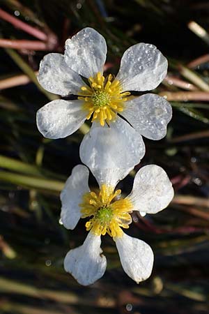 Ranunculus fluitans \ Flutender Hahnenfu� / River Water Crowfoot, D Bahlingen am Kaiserstuhl 24.9.2021