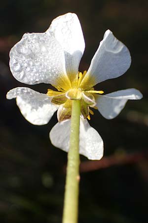 Ranunculus fluitans \ Flutender Hahnenfu� / River Water Crowfoot, D Bahlingen am Kaiserstuhl 24.9.2021