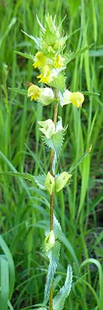 Rhinanthus glacialis \ Grannen-Klappertopf / Aristate Yellow-Rattle, D Pfronten 28.6.2016