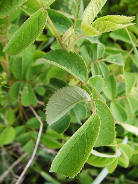 Rosa gallica \ Essig-Rose, Franz�sische Rose / French Rose, Apothecary's Rose, D &Ouml;stringen-Eichelberg 30.4.2015