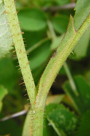 Rosa gallica \ Essig-Rose, Franz�sische Rose / French Rose, Apothecary's Rose, D &Ouml;stringen-Eichelberg 25.5.2015