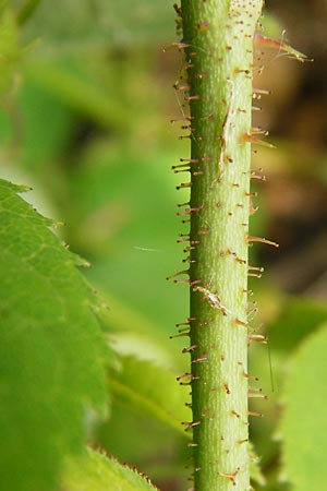 Rosa gallica \ Essig-Rose, Franz�sische Rose / French Rose, Apothecary's Rose, D &Ouml;stringen-Eichelberg 25.5.2015