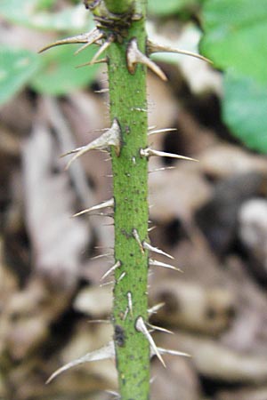 Rosa gallica \ Essig-Rose, Franz�sische Rose / French Rose, Apothecary's Rose, D &Ouml;stringen-Eichelberg 25.5.2015