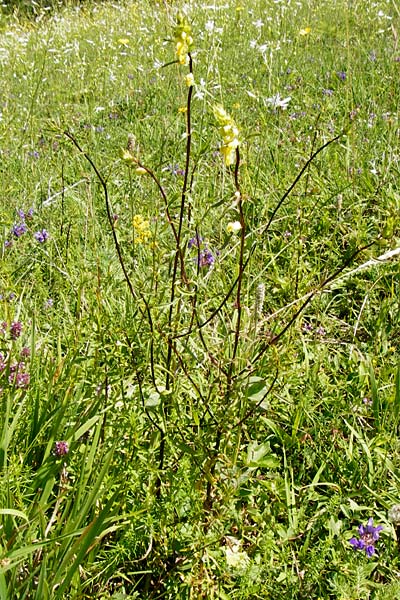 Rhinanthus glacialis \ Grannen-Klappertopf / Aristate Yellow-Rattle, D Allmendingen 10.7.2015