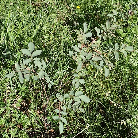 Rosa glauca \ Hecht-Rose, Rotbl�ttrige Rose / Redleaf Rose, D Fridingen 3.6.2015