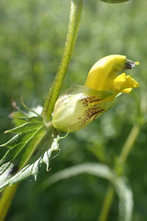 Rhinanthus glacialis \ Grannen-Klappertopf / Aristate Yellow-Rattle, D Pfronten 28.6.2016