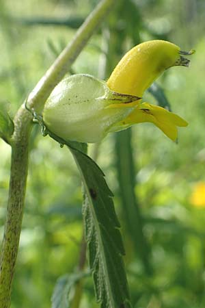 Rhinanthus glacialis \ Grannen-Klappertopf / Aristate Yellow-Rattle, D Pfronten 28.6.2016