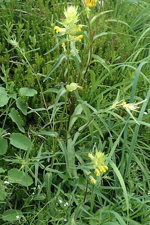 Rhinanthus glacialis \ Grannen-Klappertopf / Aristate Yellow-Rattle, D Pfronten 28.6.2016