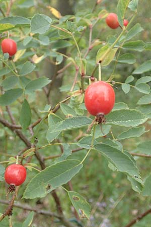 Rosa glauca \ Hecht-Rose, Rotbl�ttrige Rose / Redleaf Rose, D Botan. Gar.  Universit.  T&uuml;bingen 3.9.2016