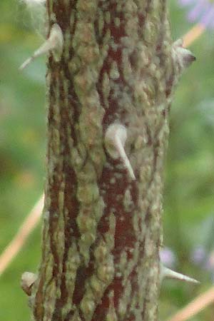Rosa glauca \ Hecht-Rose, Rotbl�ttrige Rose / Redleaf Rose, D Botan. Gar.  Universit.  T&uuml;bingen 3.9.2016