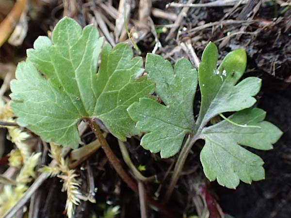 Ranunculus geraniifolius \ Stochschnabelbl�ttriger Gold-Hahnenfu� / Geranium-Leaved Goldilocks, D Bad M&uuml;nstereifel 22.4.2017