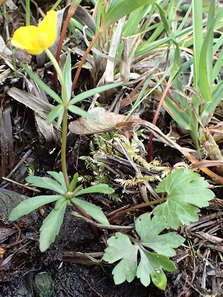 Ranunculus geraniifolius \ Stochschnabelbl�ttriger Gold-Hahnenfu� / Geranium-Leaved Goldilocks, D Bad M&uuml;nstereifel 22.4.2017