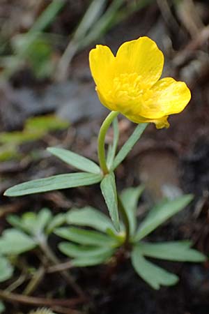 Ranunculus geraniifolius \ Stochschnabelbl�ttriger Gold-Hahnenfu� / Geranium-Leaved Goldilocks, D Bad M&uuml;nstereifel 22.4.2017