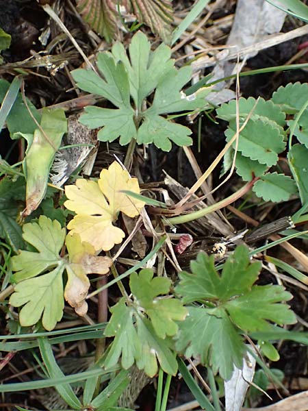 Ranunculus geraniifolius \ Stochschnabelbl�ttriger Gold-Hahnenfu� / Geranium-Leaved Goldilocks, D Bad M&uuml;nstereifel 22.4.2017