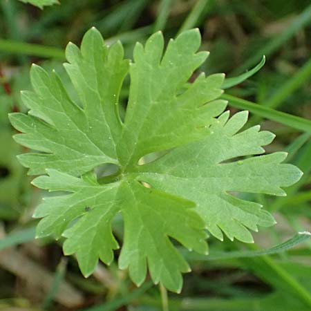 Ranunculus geraniifolius \ Stochschnabelbl�ttriger Gold-Hahnenfu� / Geranium-Leaved Goldilocks, D Bad M&uuml;nstereifel 22.4.2017