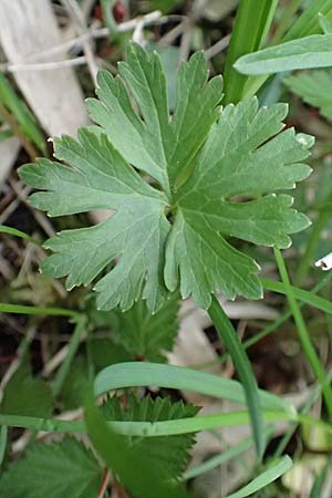 Ranunculus geraniifolius \ Stochschnabelbl�ttriger Gold-Hahnenfu� / Geranium-Leaved Goldilocks, D Bad M&uuml;nstereifel 22.4.2017