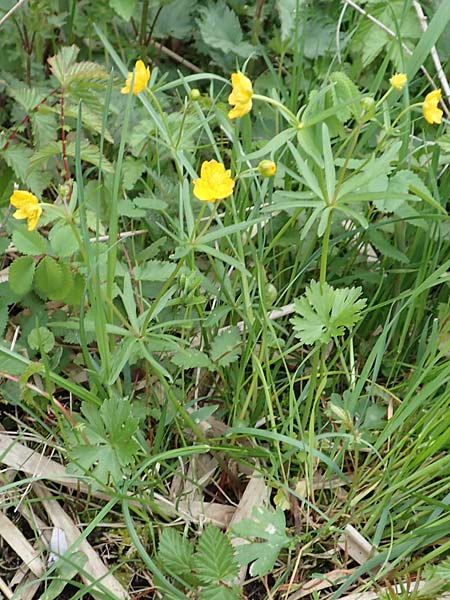 Ranunculus geraniifolius \ Stochschnabelbl�ttriger Gold-Hahnenfu� / Geranium-Leaved Goldilocks, D Bad M&uuml;nstereifel 22.4.2017