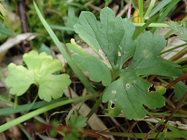 Ranunculus geraniifolius \ Stochschnabelbl�ttriger Gold-Hahnenfu� / Geranium-Leaved Goldilocks, D Bad M&uuml;nstereifel 22.4.2017