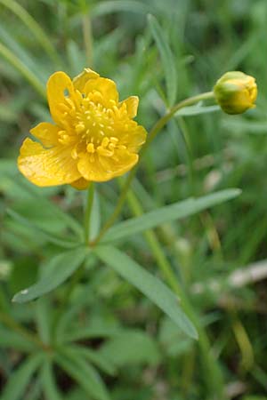Ranunculus geraniifolius \ Stochschnabelbl�ttriger Gold-Hahnenfu� / Geranium-Leaved Goldilocks, D Bad M&uuml;nstereifel 22.4.2017
