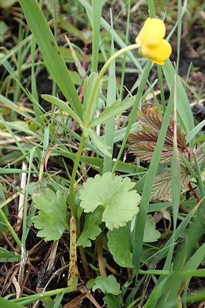 Ranunculus geraniifolius \ Stochschnabelbl�ttriger Gold-Hahnenfu� / Geranium-Leaved Goldilocks, D Bad M&uuml;nstereifel 22.4.2017