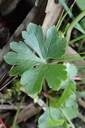 Ranunculus geraniifolius \ Stochschnabelbl�ttriger Gold-Hahnenfu� / Geranium-Leaved Goldilocks, D Bad M&uuml;nstereifel 22.4.2017