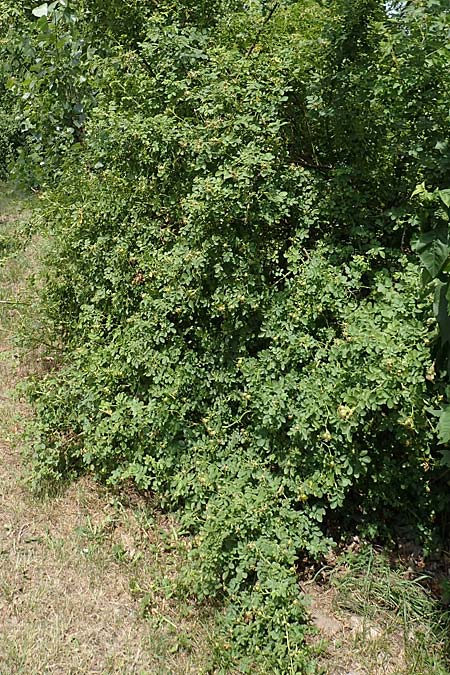 Rosa gremlii \ Gremli-Rose / Gremli's Rose, D Frankfurt-Schwanheim 22.6.2019