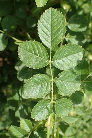 Rosa gremlii \ Gremli-Rose / Gremli's Rose, D Frankfurt-Schwanheim 22.6.2019