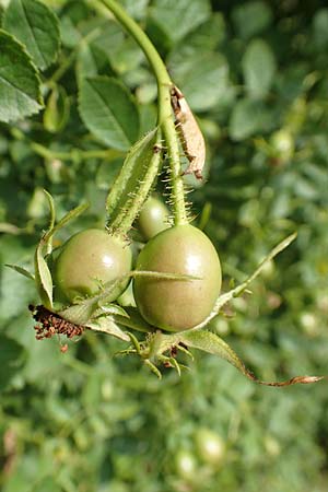 Rosa gremlii \ Gremli-Rose / Gremli's Rose, D Frankfurt-Schwanheim 22.6.2019