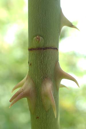 Rosa gremlii \ Gremli-Rose / Gremli's Rose, D Frankfurt-Schwanheim 22.6.2019