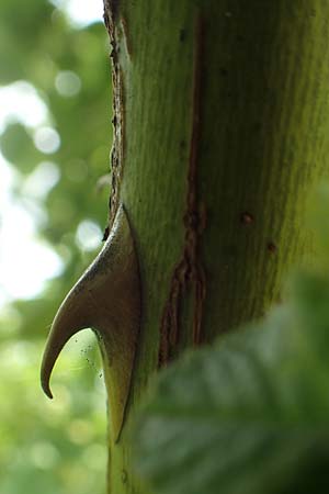 Rosa gremlii \ Gremli-Rose / Gremli's Rose, D Frankfurt-Schwanheim 22.6.2019