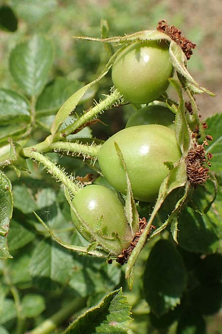 Rosa gremlii \ Gremli-Rose / Gremli's Rose, D Frankfurt-Schwanheim 22.6.2019