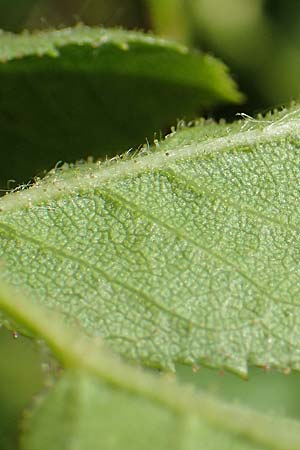 Rosa gremlii \ Gremli-Rose / Gremli's Rose, D Frankfurt-Schwanheim 22.6.2019