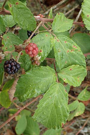 Rubus gracilis \ Haarst�ngelige Brombeere / Gracile Bramble, D Rheinstetten-Silberstreifen 14.8.2019